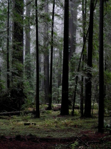 Redwood National Park, redwoods, trees, fog, drizzle, ferns, moody, dark, California