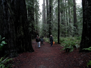 Redwood National Park, redwoods, trees, fog, drizzle, ferns, moody, dark, California, scale, umbrellas,