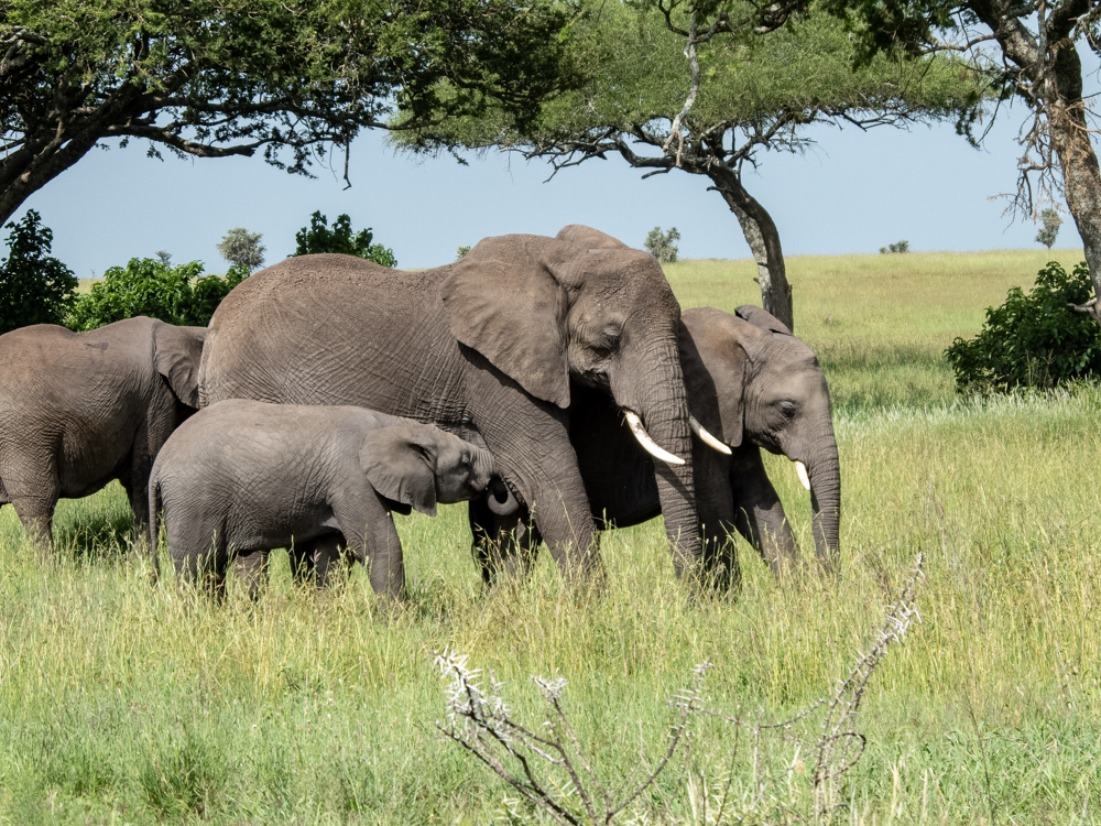 The Serengeti Six Strikes Gold - Focus By Henderson