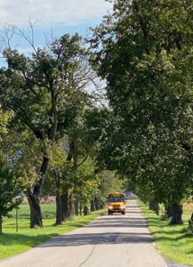 tree canopy with a school bus