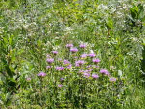 prairie flowers in Minnesota