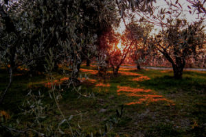 Olive trees at sunset in Tuscany