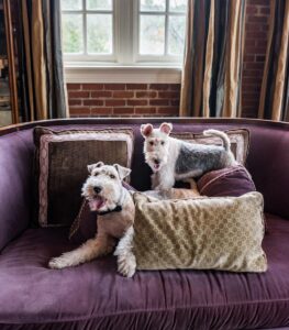 a pair of wire-haired terriers poses on a purple velvet couch