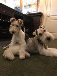 wire-haired terriers behind a hotel reception desk